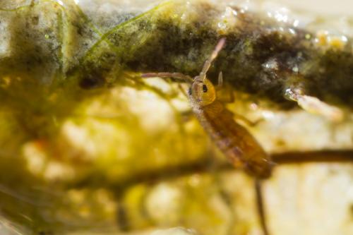 Réf. 213 492 : Desoria tigrina